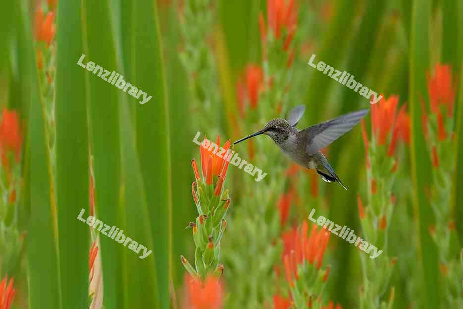 Hummingbird